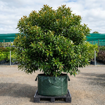 Water Gum Tree - Tristaniopsis laurina