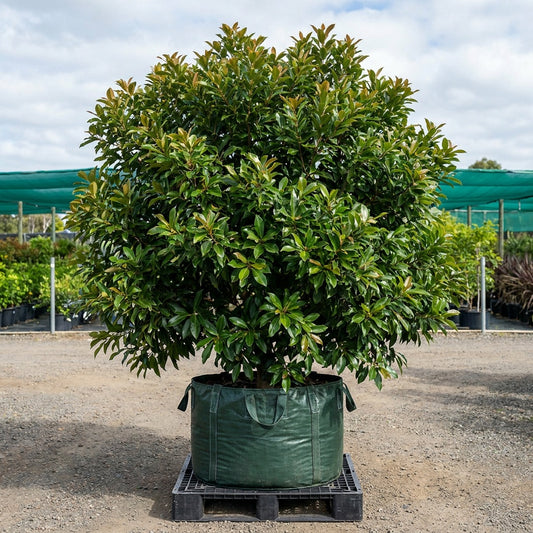Water Gum Tree - Tristaniopsis laurina