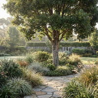Water Gum Tree - Tristaniopsis laurina