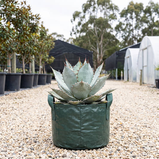 Agave titanota