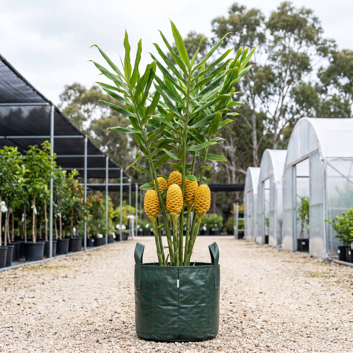 Yellow Beehive Ginger - Zingiber spectabile