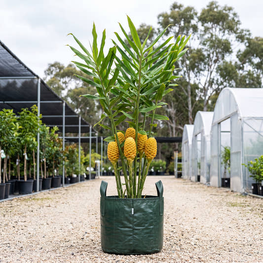 Yellow Beehive Ginger - Zingiber spectabile