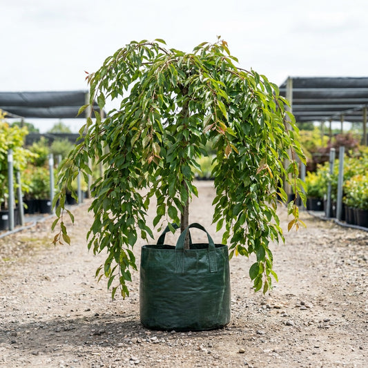 Weeping Cherry - Prunus subhirtella ‘Pendula Rubra’