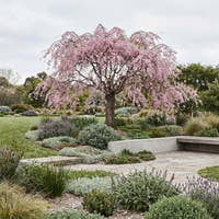 Weeping Cherry - Prunus subhirtella ‘Pendula Rubra’