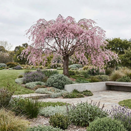 Weeping Cherry - Prunus subhirtella ‘Pendula Rubra’