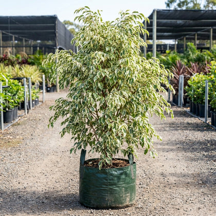 Weeping Fig - Ficus benjamina