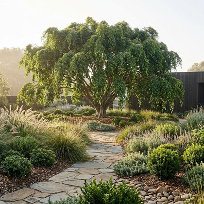 Weeping Fig - Ficus benjamina