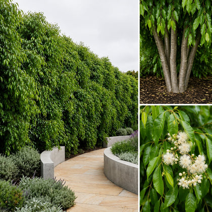 Weeping Lilly Pilly Tree - Waterhousia floribunda