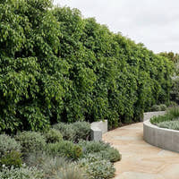Weeping Lilly Pilly Tree - Waterhousia floribunda