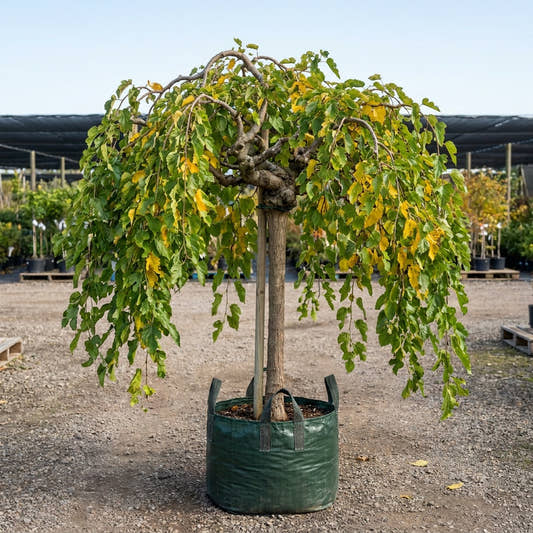 Weeping Mulberry Standards - Morus alba ‘Pendula’