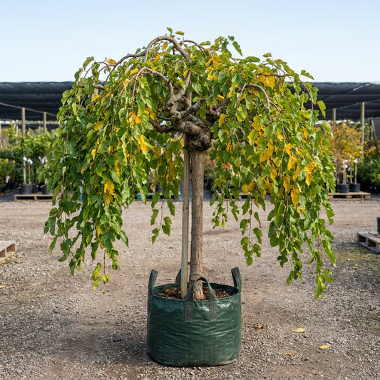 Weeping Mulberry Standards - Morus alba 'Pendula'