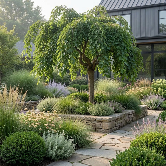 Weeping Mulberry Standards - Morus alba 'Pendula'