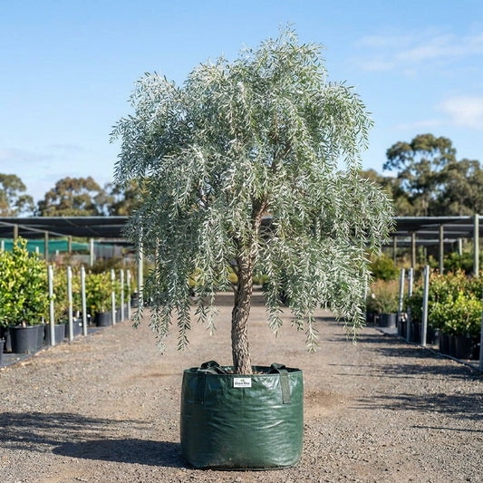 Weeping Myall - Acacia pendula