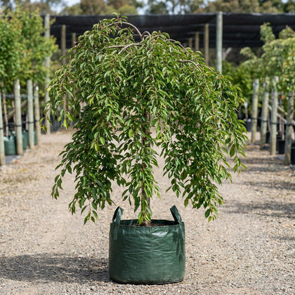 Weeping Pink Cherry - Prunus subhirtella ‘Pendula Rosea’
