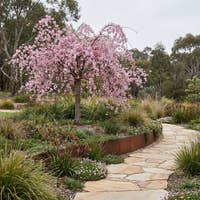 Weeping Pink Cherry - Prunus subhirtella ‘Pendula Rosea’
