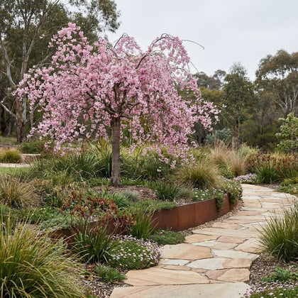 Weeping Pink Cherry - Prunus subhirtella ‘Pendula Rosea’