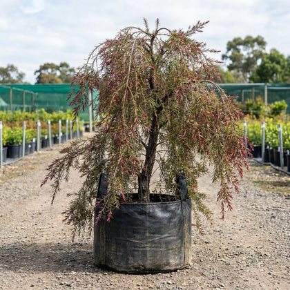 Weeping Tea Tree - Leptospermum madidum