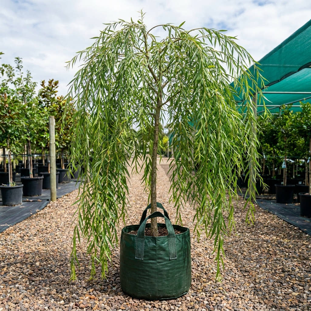Weeping Willow - Salix babylonica