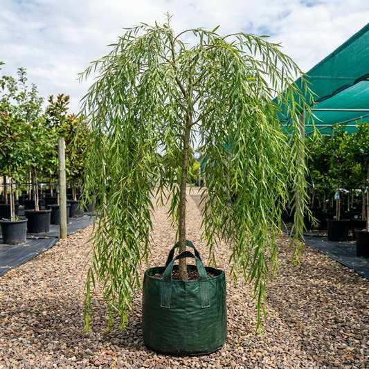 Weeping Willow - Salix babylonica