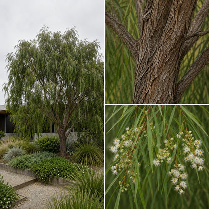 West Australian Weeping Peppermint - Agonis flexuosa