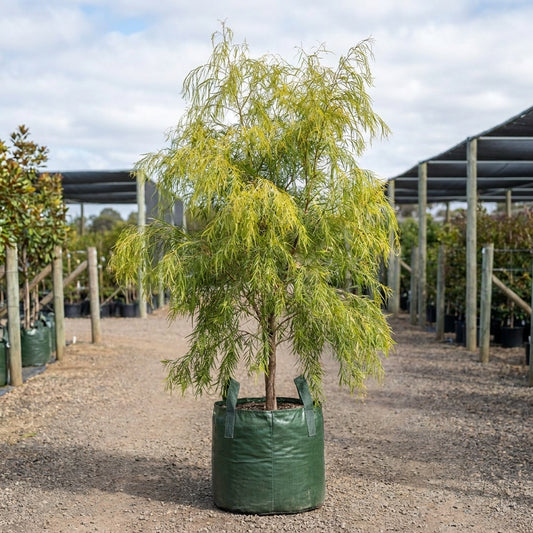 West Australian Weeping Peppermint - Agonis flexuosa