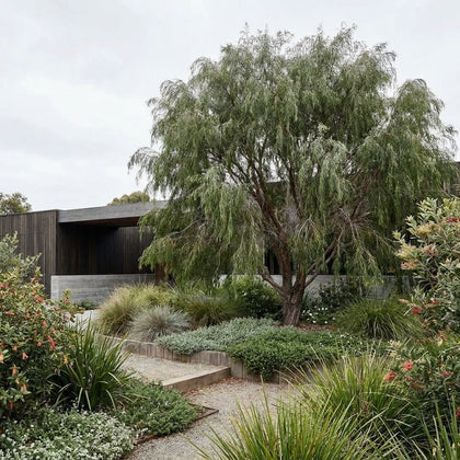 West Australian Weeping Peppermint - Agonis flexuosa