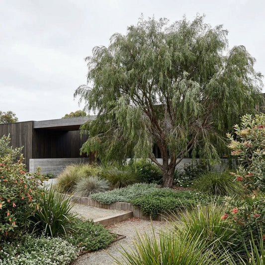 West Australian Weeping Peppermint - Agonis flexuosa