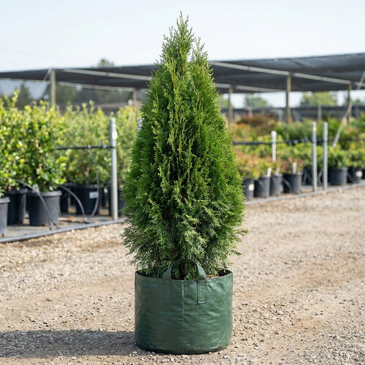 Western Red Cedar - Thuja plicata