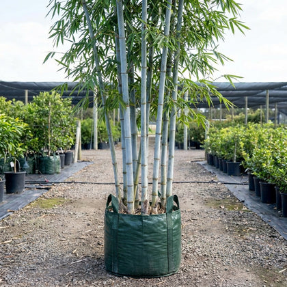 White Bamboo - Bambusa chungii