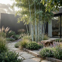 White Bamboo - Bambusa chungii