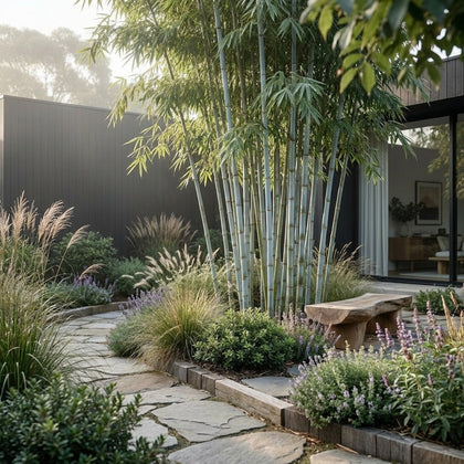 White Bamboo - Bambusa chungii