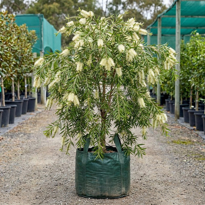 White Bottlebrush - Callistemon salignus