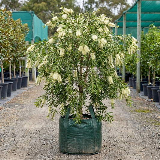 White Bottlebrush - Callistemon salignus