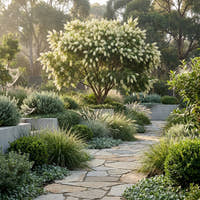 White Bottlebrush - Callistemon salignus