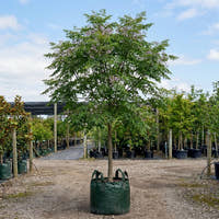 White Cedar - Melia azedarach