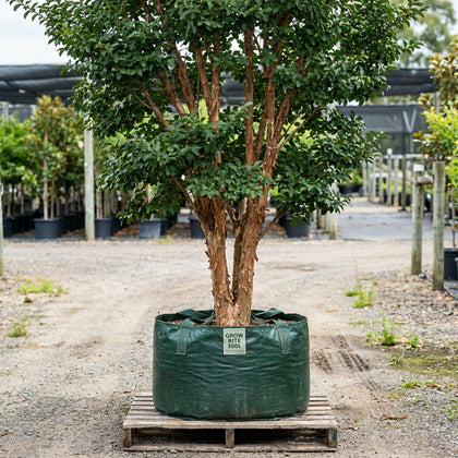 White Crepe Myrtle - Lagerstroemia 'Natchez'