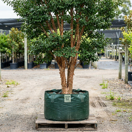 White Crepe Myrtle - Lagerstroemia 'Natchez'