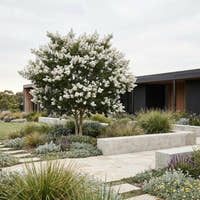White Crepe Myrtle - Lagerstroemia ‘Natchez’