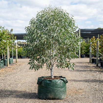 White Gum - Eucalyptus rossii