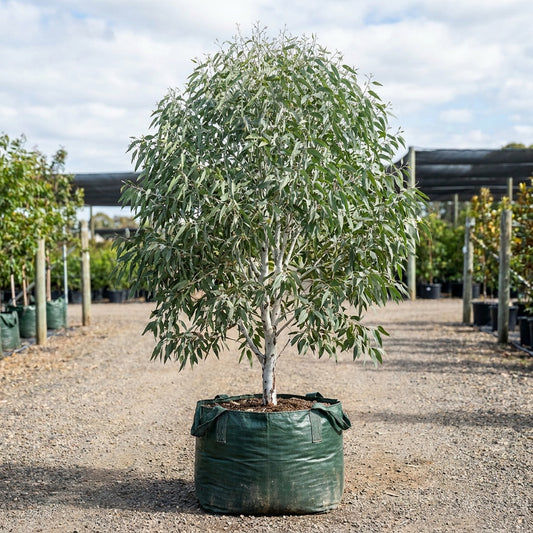 White Gum - Eucalyptus rossii