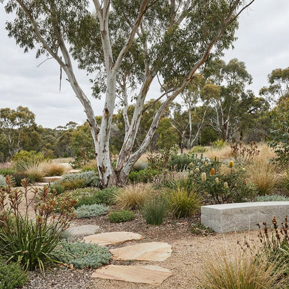 White Gum - Eucalyptus rossii
