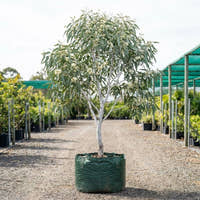 White Gum - Eucalyptus rossii