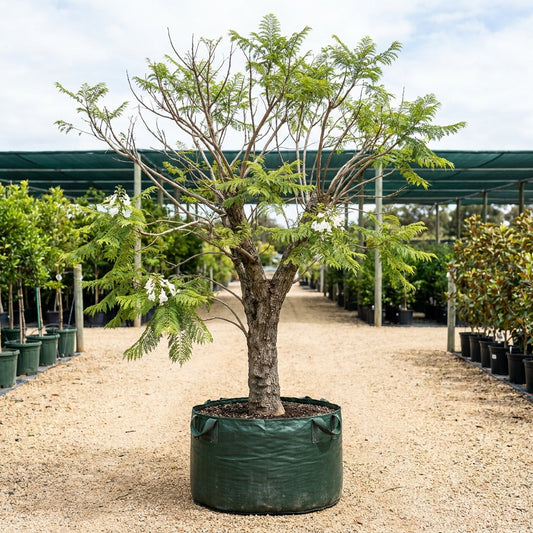 White Jacaranda Tree - Jacaranda mimosifolia 'Alba'