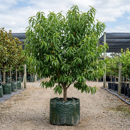 White Opal Peach Tree - Prunus persica 'White Opal'