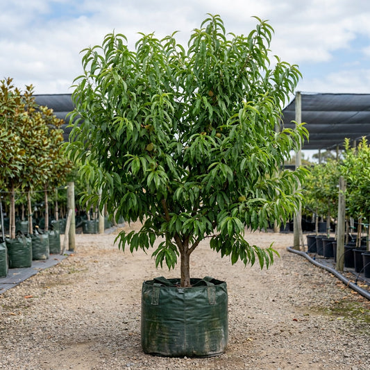 White Opal Peach Tree - Prunus persica 'White Opal'