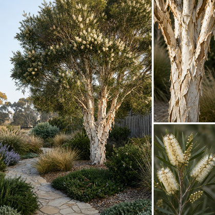 White Paperbark Melaleuca - Melaleuca quinquenervia