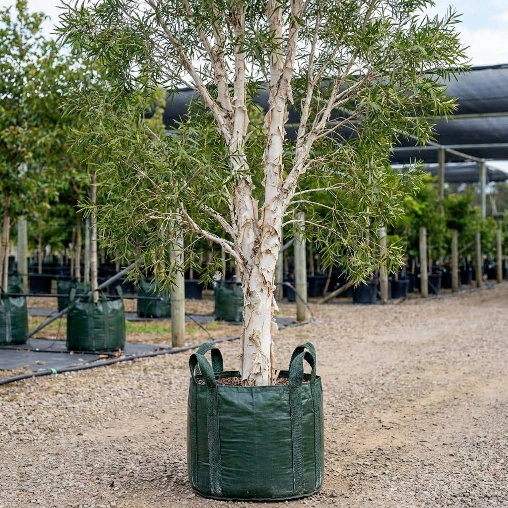 White Paperbark Melaleuca - Melaleuca quinquenervia