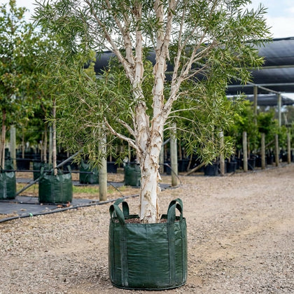 White Paperbark Melaleuca - Melaleuca quinquenervia
