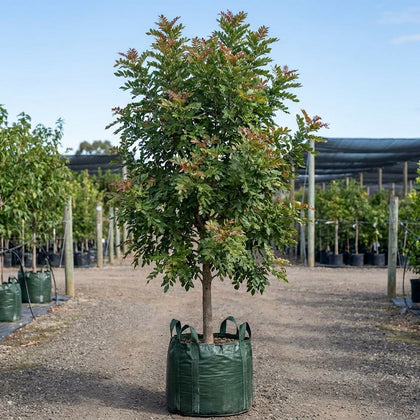 White Tamarind - Elattostachys xylocarpa