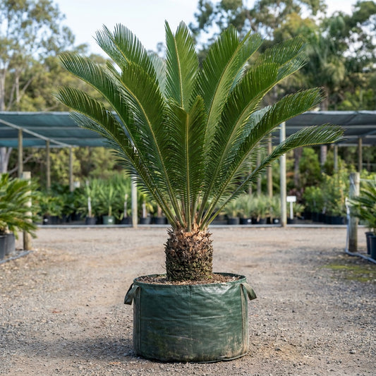 Whitelock's Cycad - Encephalartos whitelockii